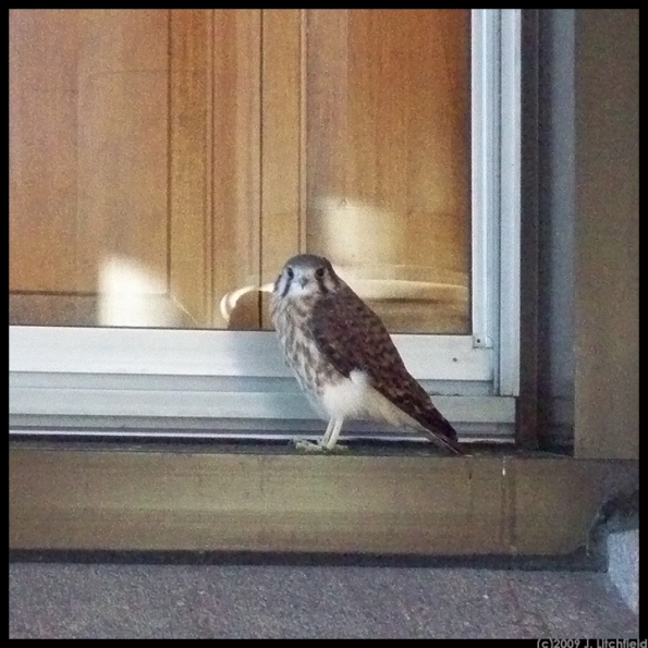 A bird of prey on the windowsill where I work.